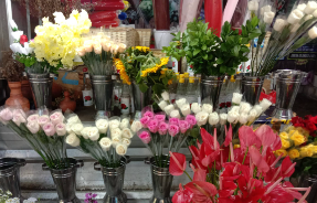 Varian Jenis Bunga Dari Toko Buket Bunga Terdekat Tentunya Di Toko Bunga Athaya